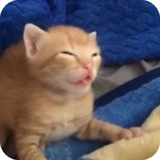 😪