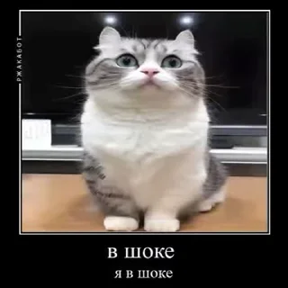 🐱