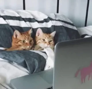 📺