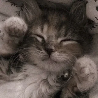 ✨