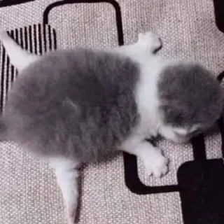 🐱