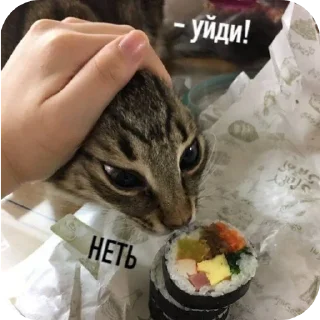 🐱