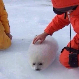 🦭