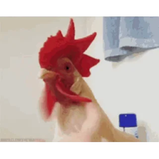 🐔