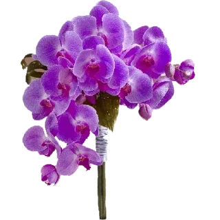 🌸