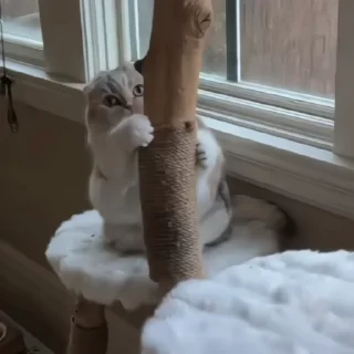🐈‍⬛️
