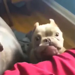 🤩