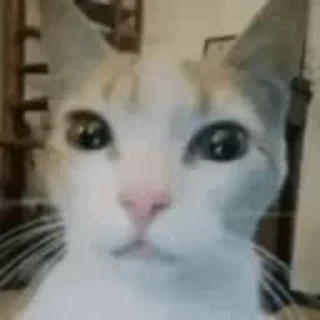 🤬