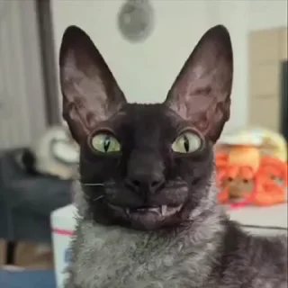 🤩