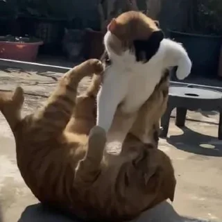 👊