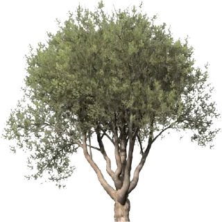 🌳