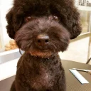 🐶