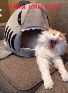 🦈