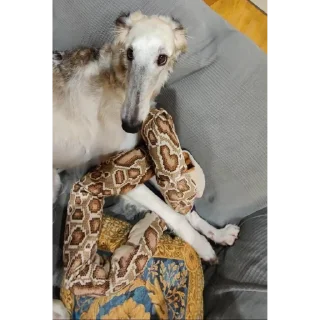 🐍