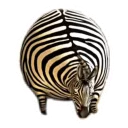 🦓