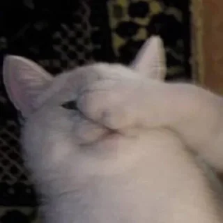 🤦‍♀️