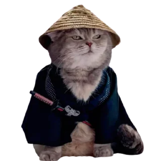 😼