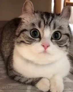 🐈