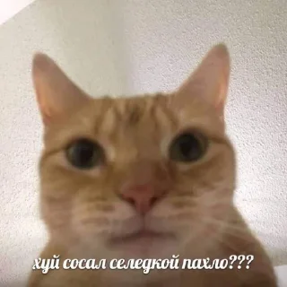 🕷