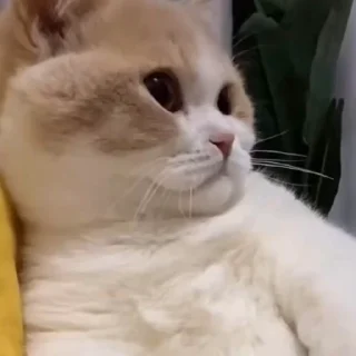 🤪