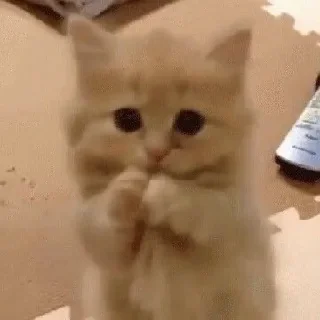 🐈