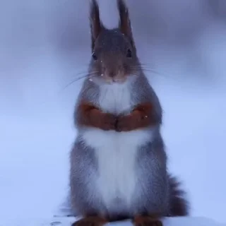 🤩