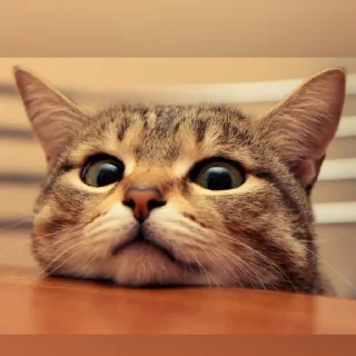 😺