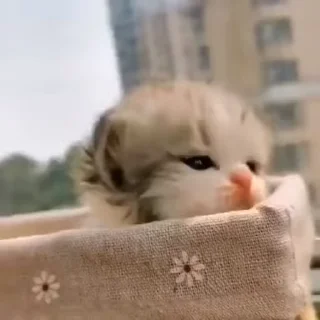 😽