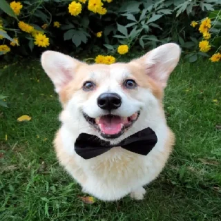 🤵