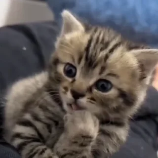🐈