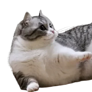 😺