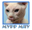 😼