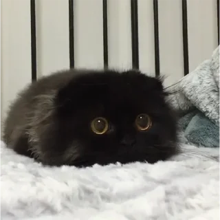 🐈