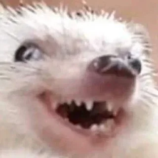 😂