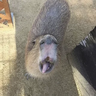 😃