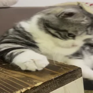 🐱