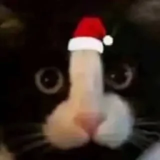 🐱