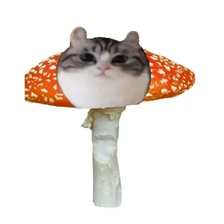 🍄