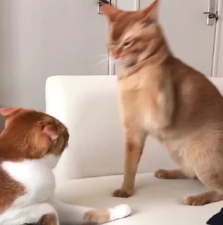 👊