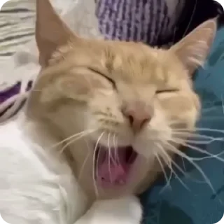 🛌