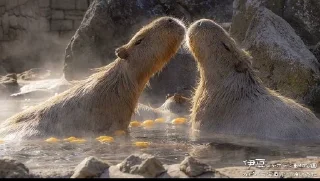 👩‍❤️‍💋‍👨