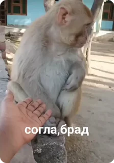 🌟