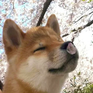 👃