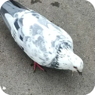 🐦