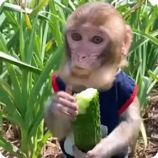 🌟