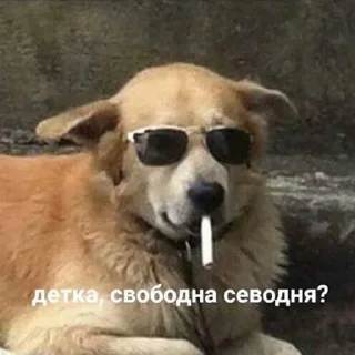 😼