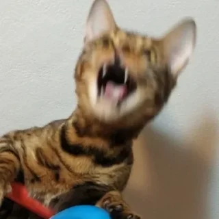🤪