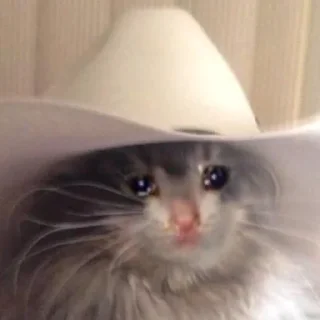 The crying cats