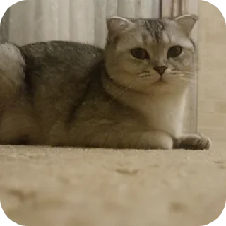 🐱