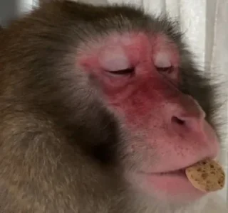 🍪